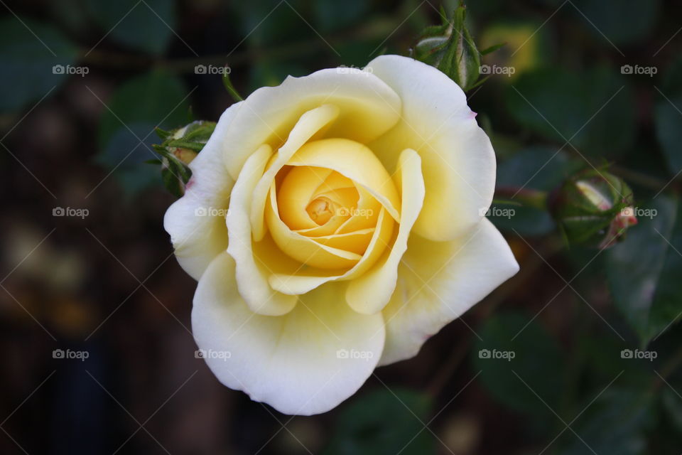 Closeup of miniature yellow rose with soft yellow petals and white tint on the edges 