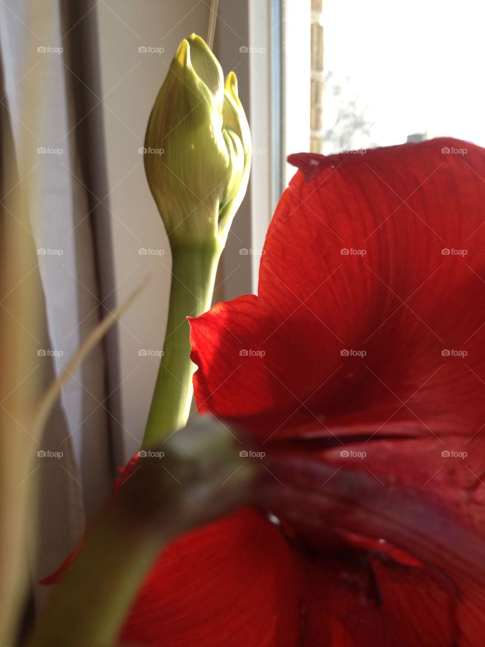 red window hope amaryllis by liselott