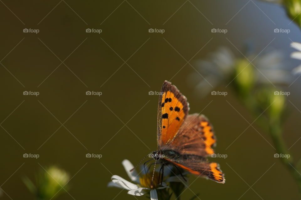 little butterfly on the flower 