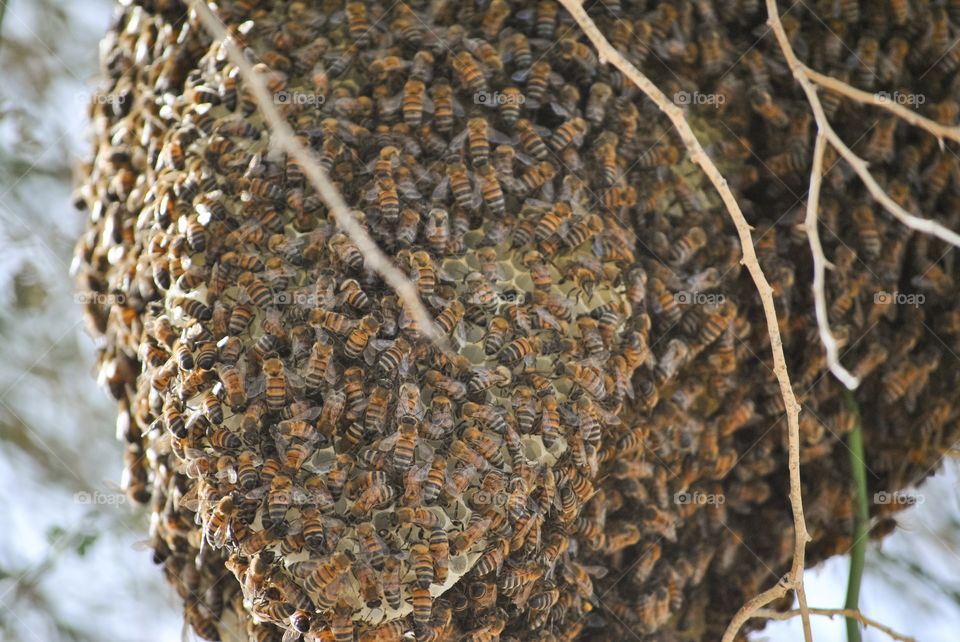 Bee hive