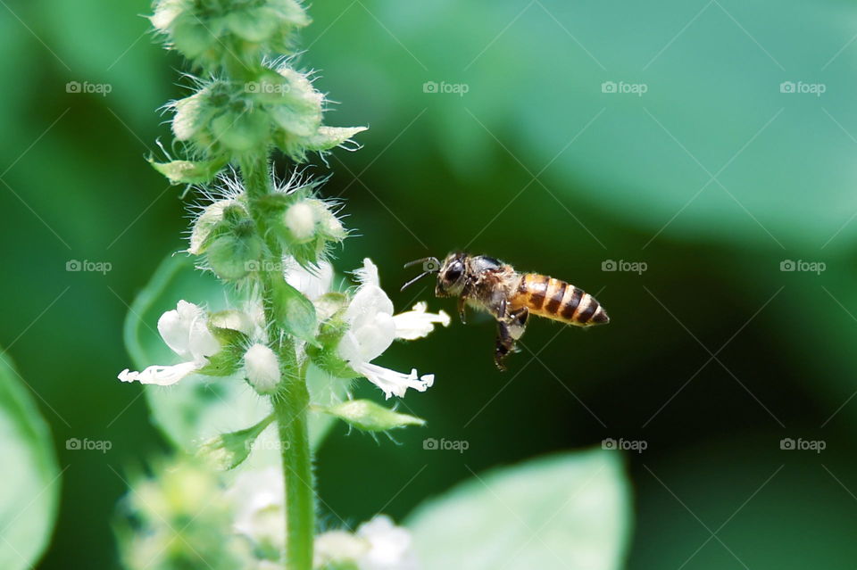 honey bee flying on flower