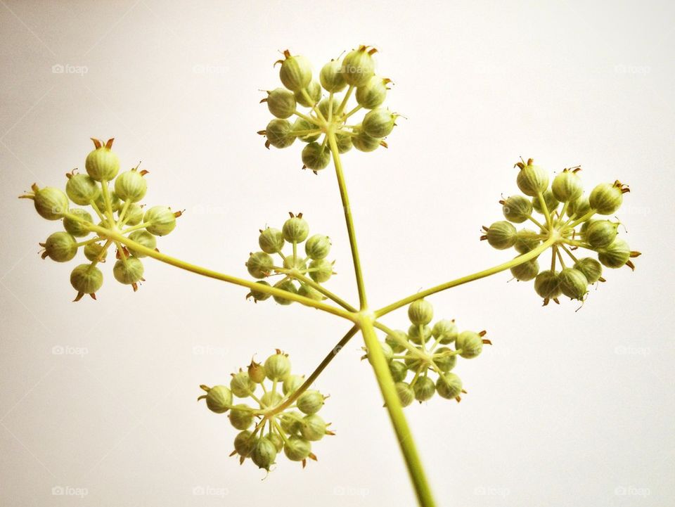 Coriander umbel