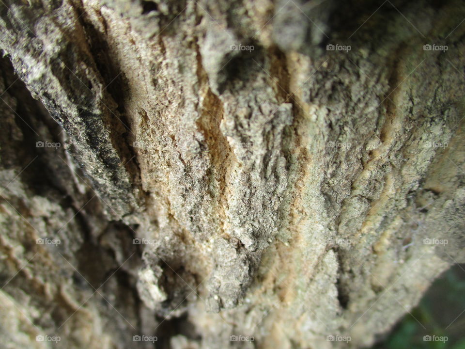 bark of tree