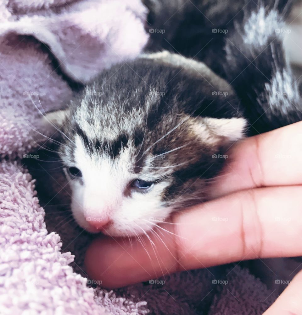 Lovely Kitten!!! 😍