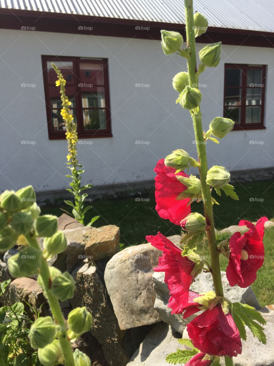 Hollyhock in front of a house