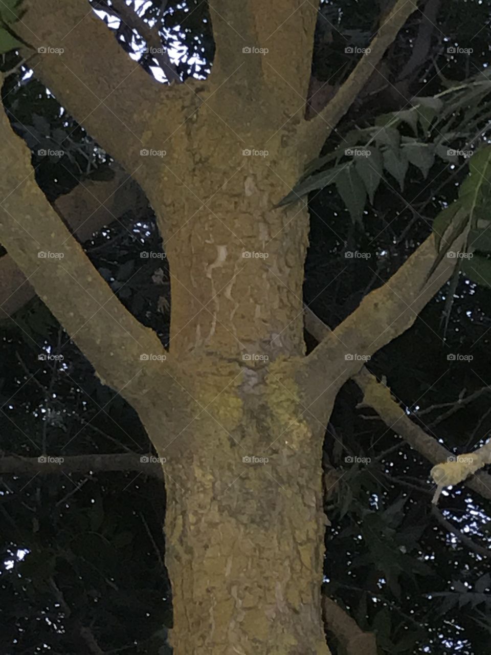 Tree trunk. This is one of the trees at the city park that should be enjoyed, appreciated and respected.