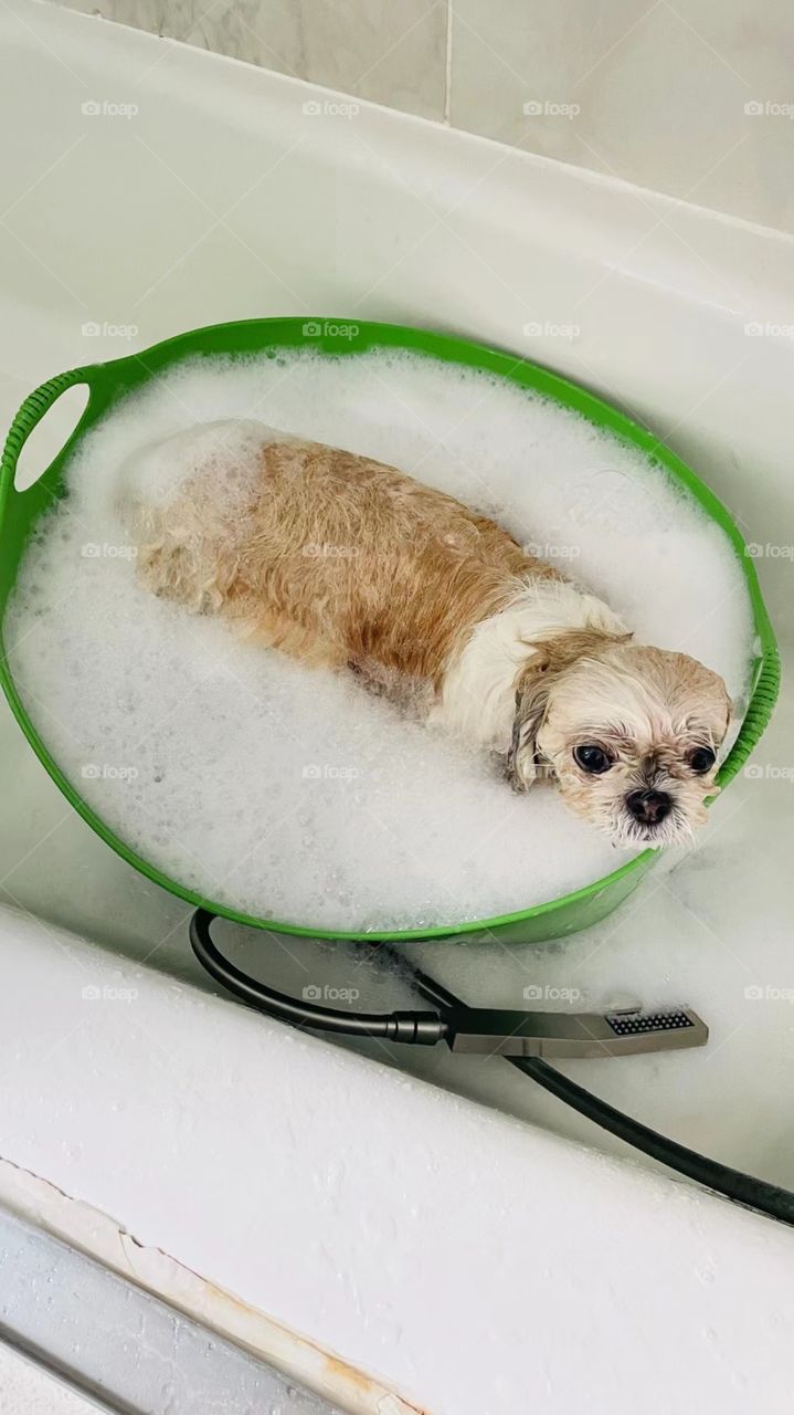 The dog taking shower 