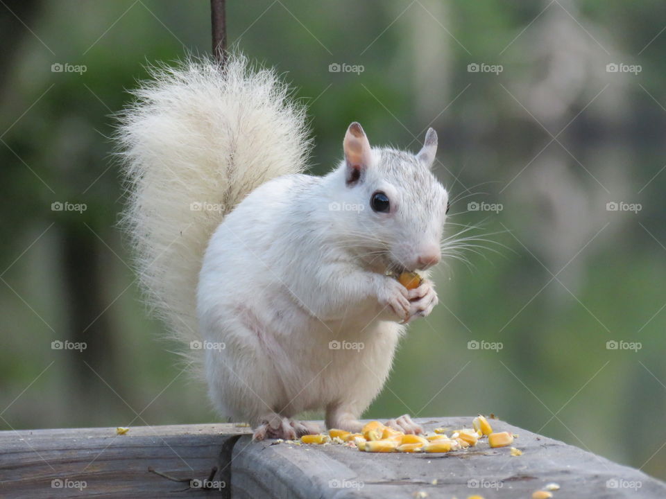 squirrel eating