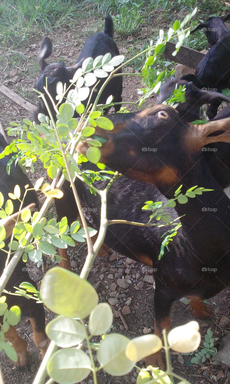 goats eating