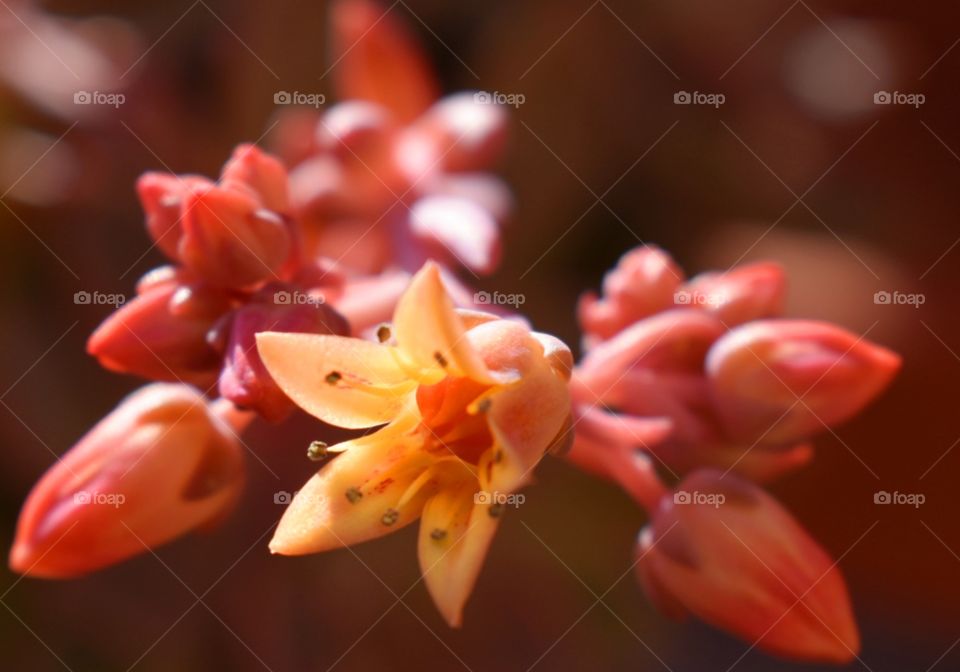 Flower in spring