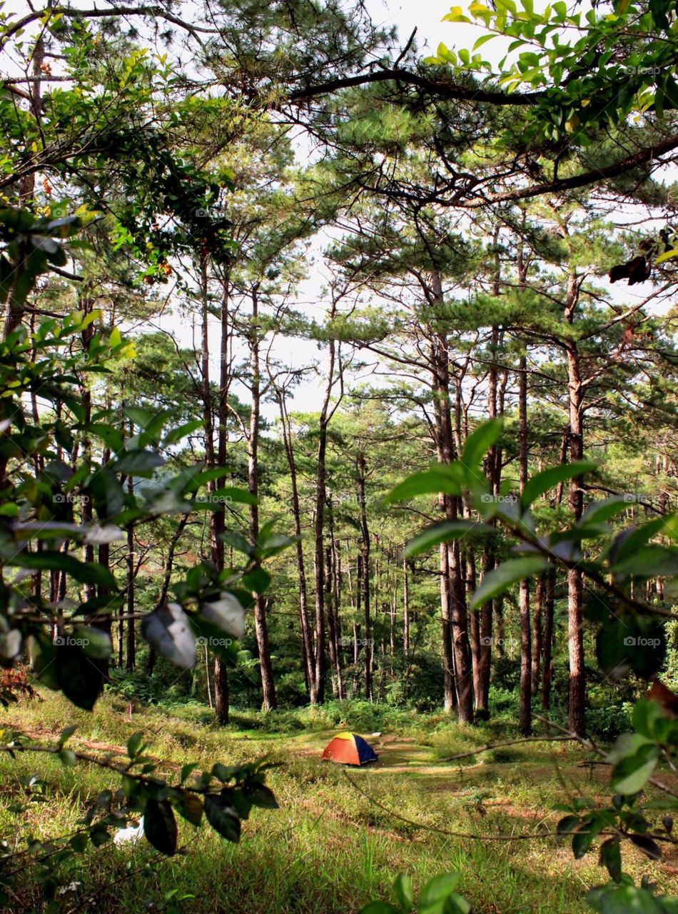 Enjoying the woods of Benguet Mountain Province Philippines
