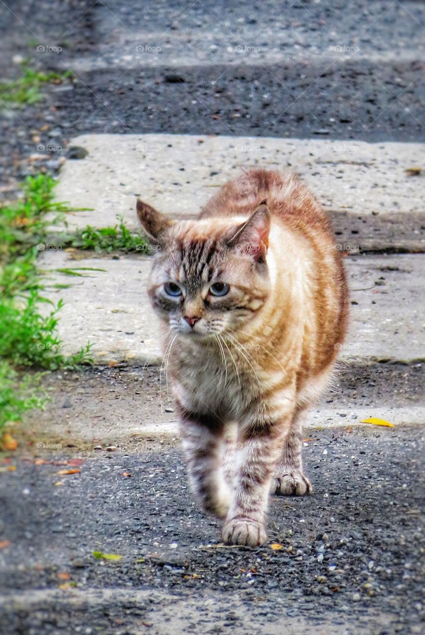 Waterbury Vermont Cat