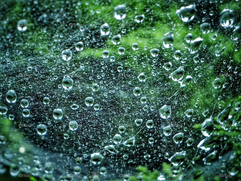 Rain & Web .