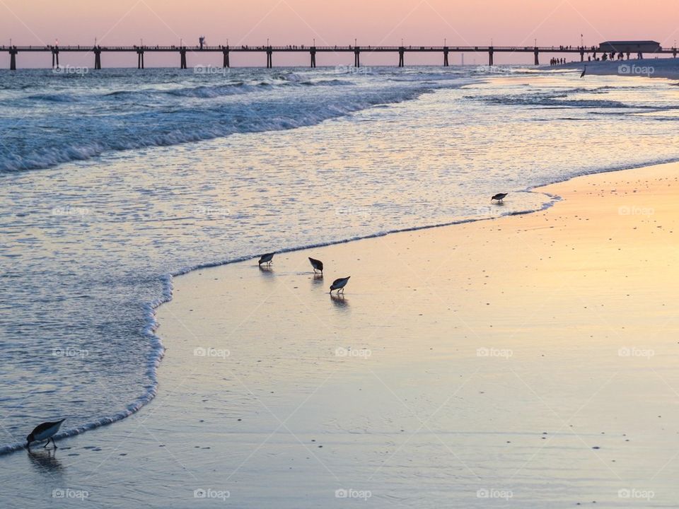 Gulf coast sunset