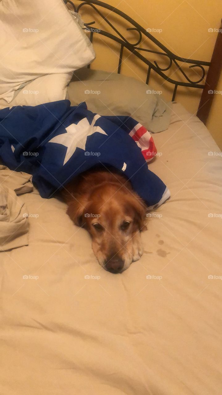 golden retriever laying drooling with flag wrapped aussie on bed blanket sleepy dog