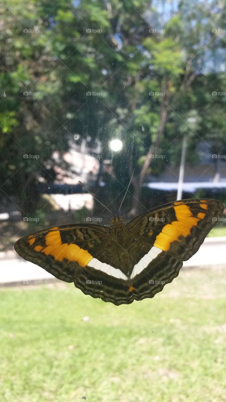 Butterfly. Butterfly in a have lunch