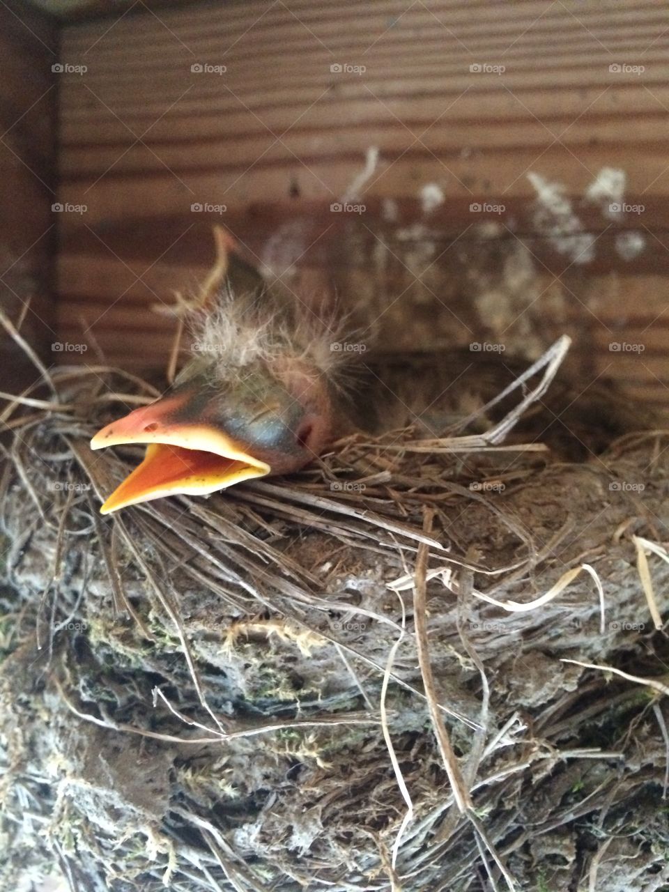 Baby robin 