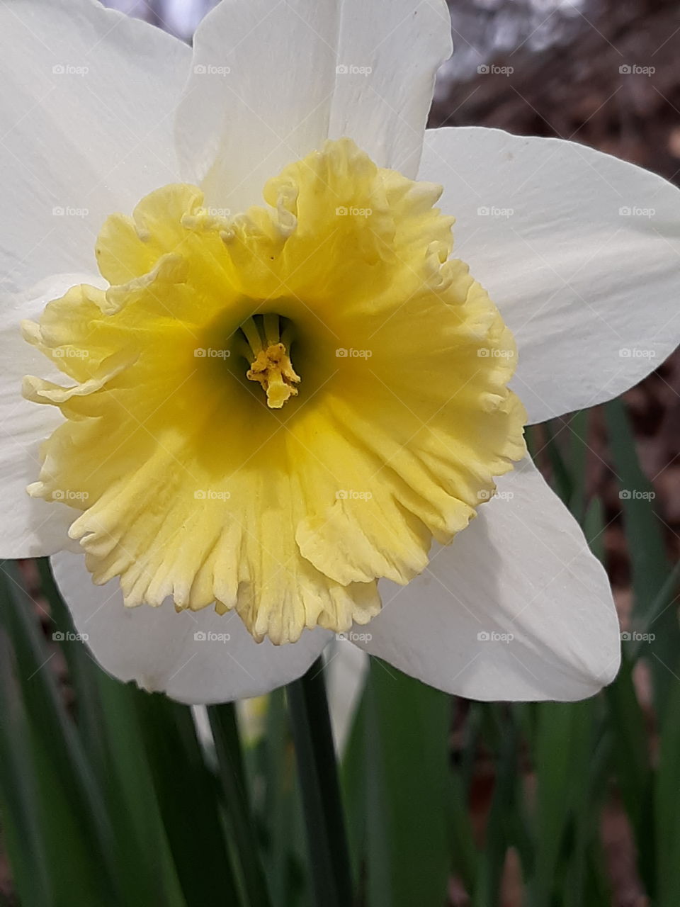Spring Daffodils