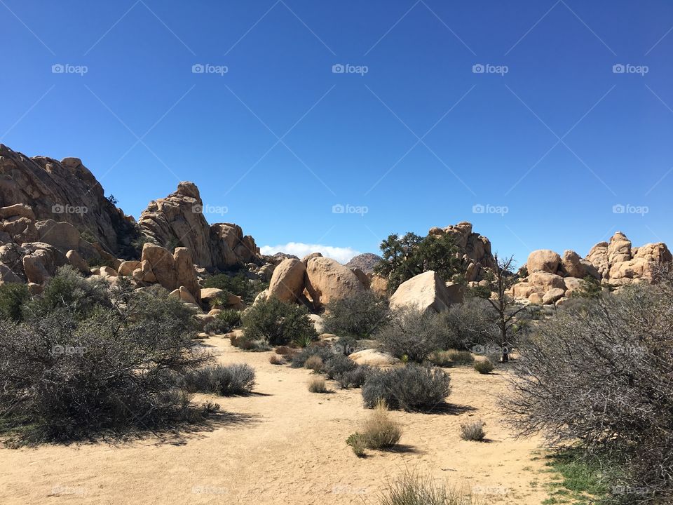 Joshua Park National Park