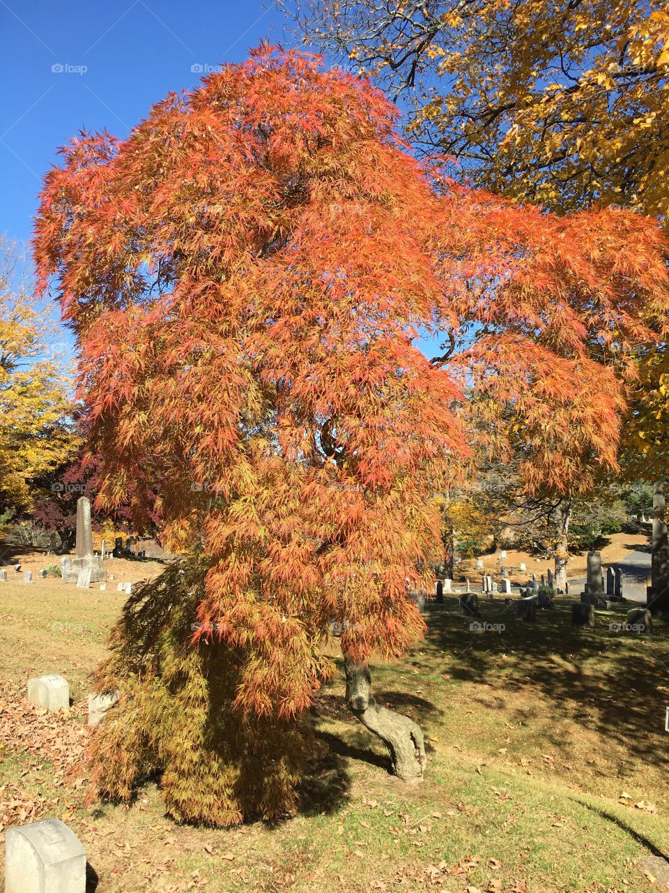 Japanese Maple