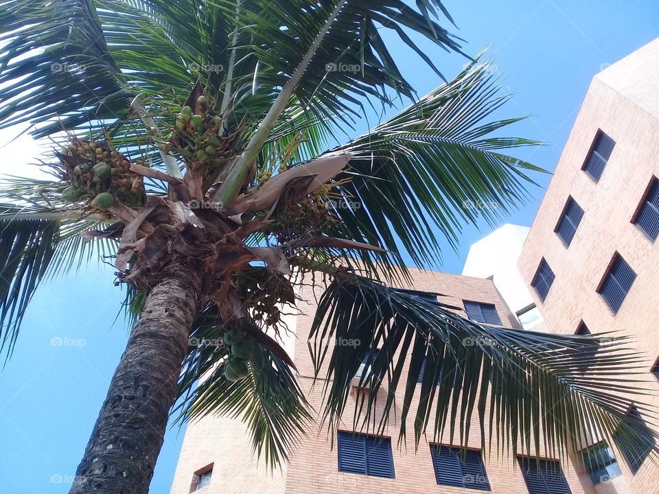 Coconut tree and building. A hot fall day in Brasil with beautiful blue  sky.