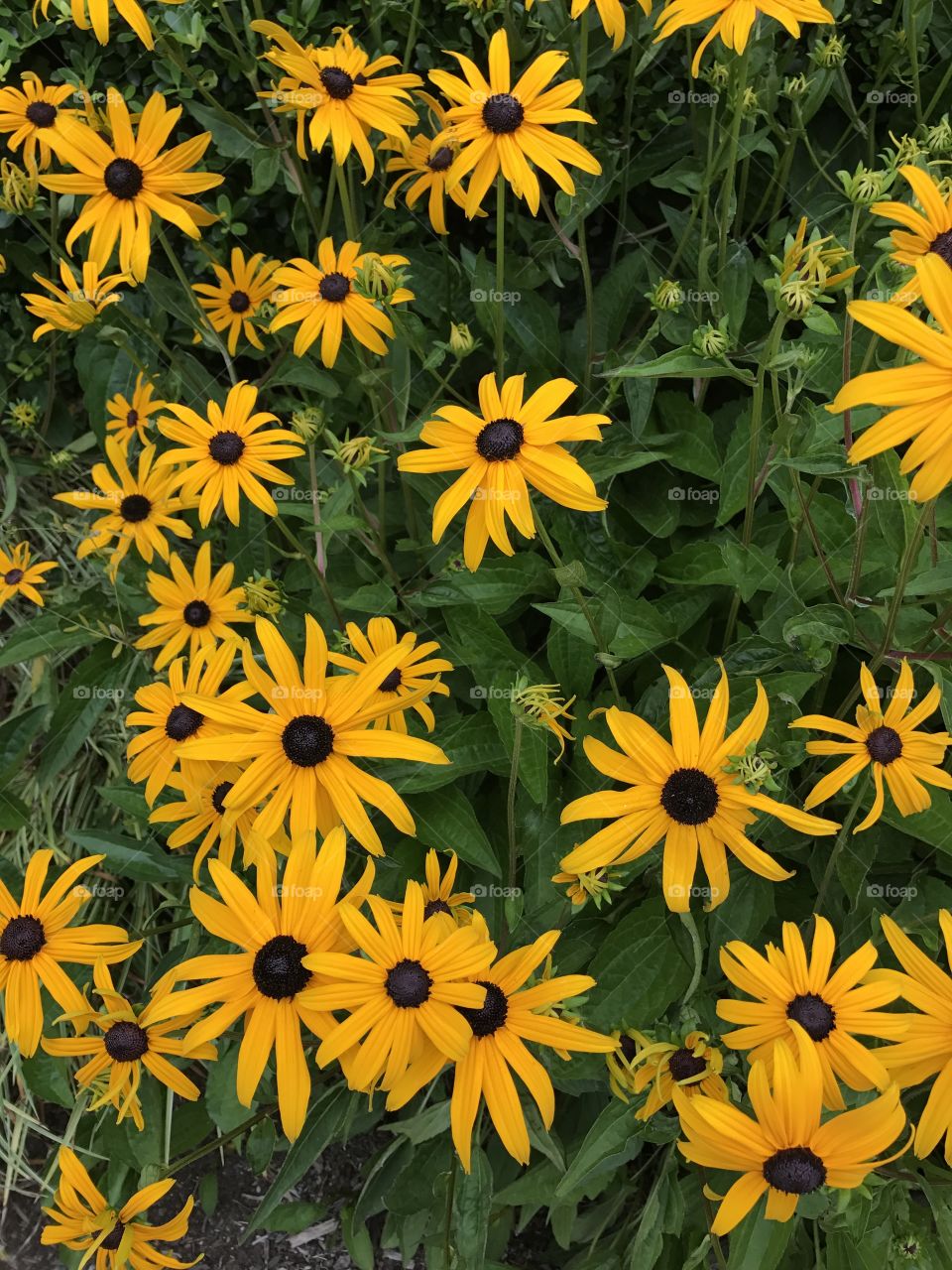 Beautiful flowers growing at the bus terminal