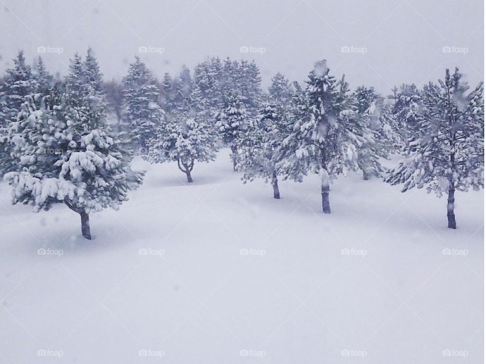 Freshly fallen snow on pine trees