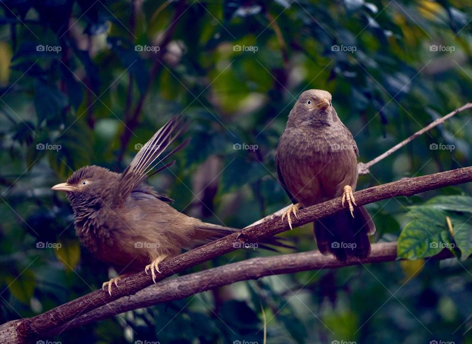 Bird photography - Yellow Babbler - Pair 