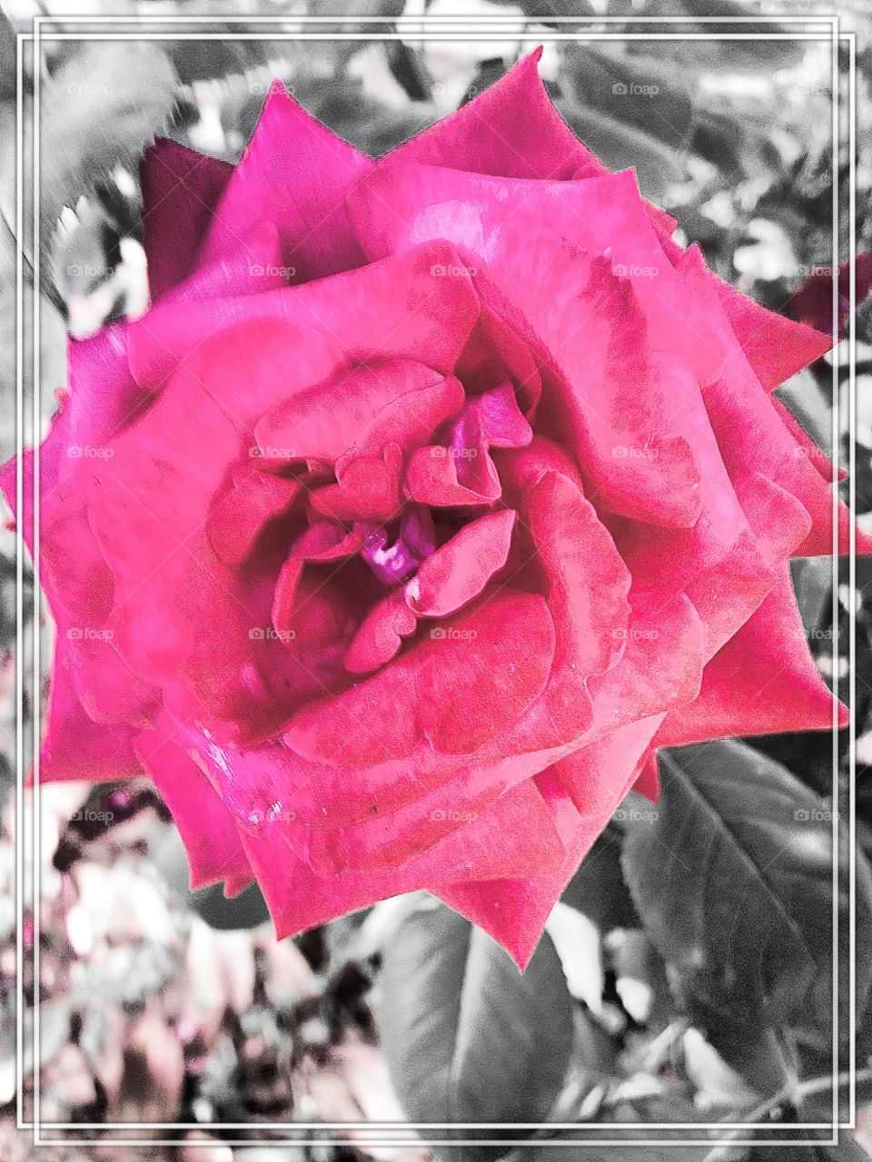 a rose4you