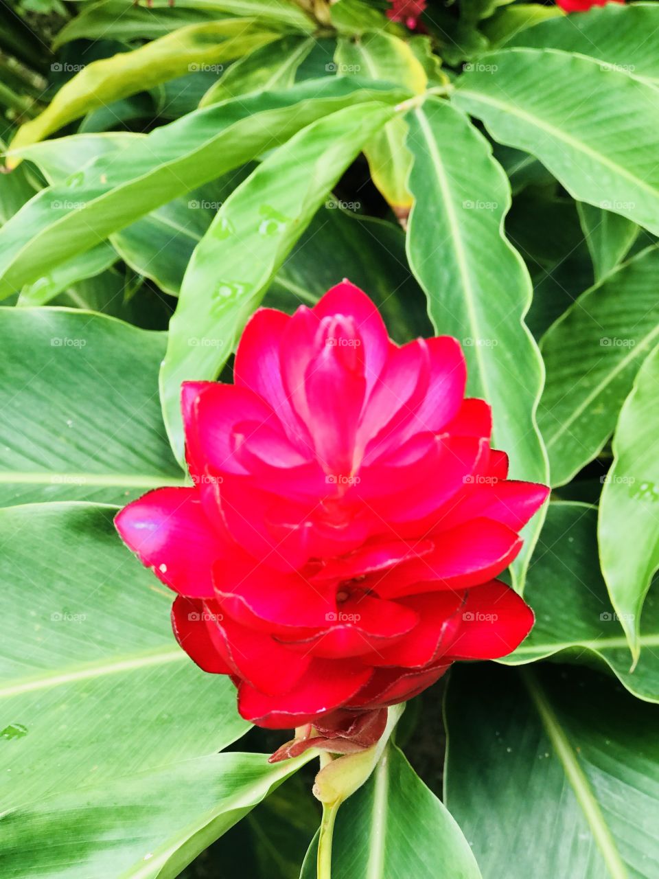 Morning Dew tropical flower