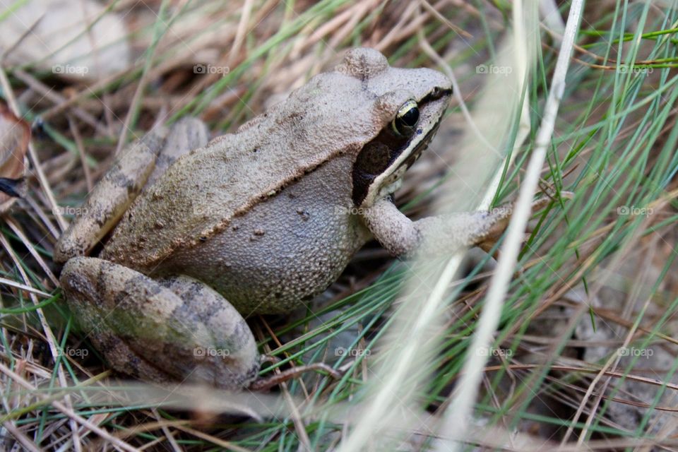 Wood Frog in grass and pine needles, Northeast Pennsylvania 