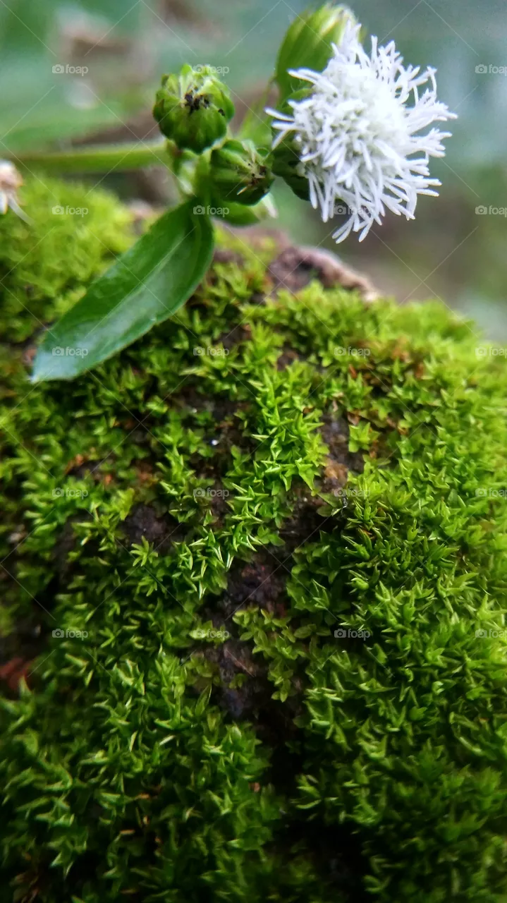grass