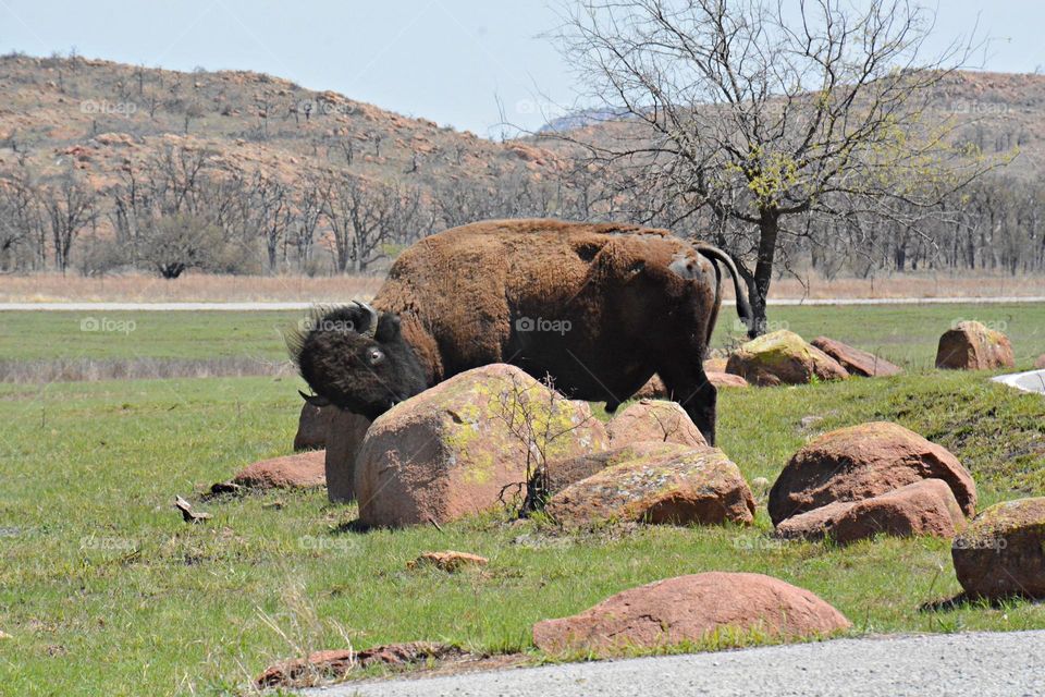 Male bison (called bulls) weigh up to 2,000 pounds and stand 6 feet tall. A large headed, massive, tall but narrow-bodied bovid with a pronounced shoulder hump, short and robust legs, brown hair with a black nose, lips, tongue, hooves and horns