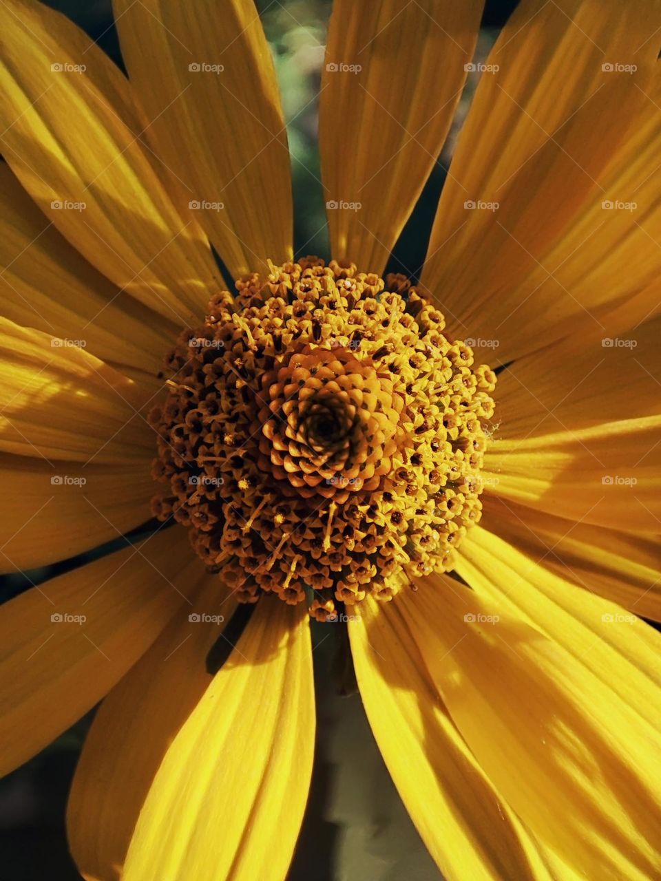 Macro photo of flower growing in the garden