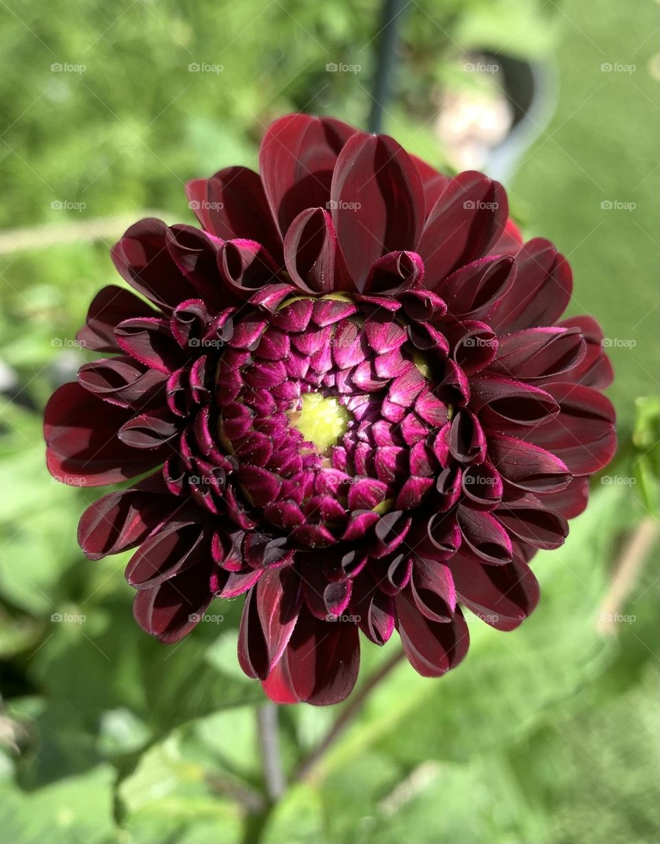 Dahlia perfect geometric bloom