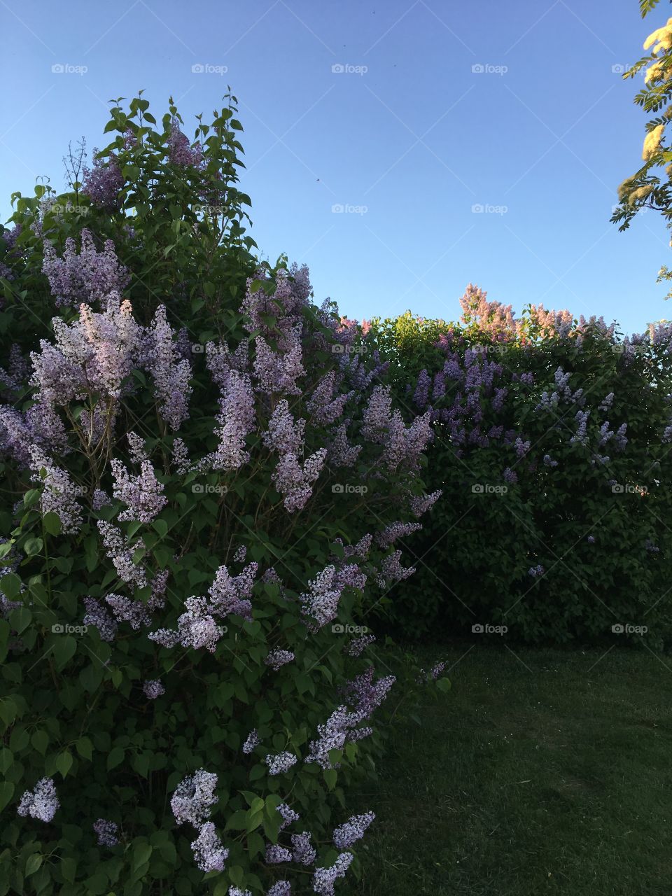 the lilac blossomed