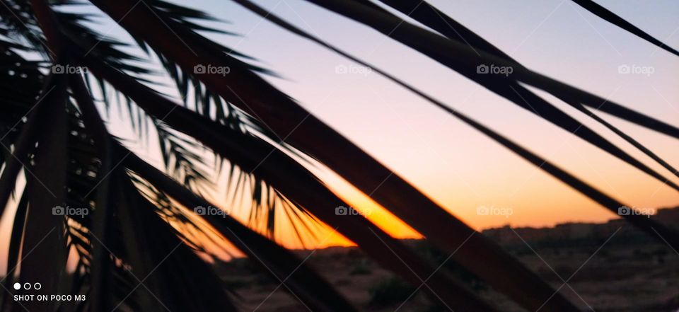 Sunset and beautiful leaves of palm tree.