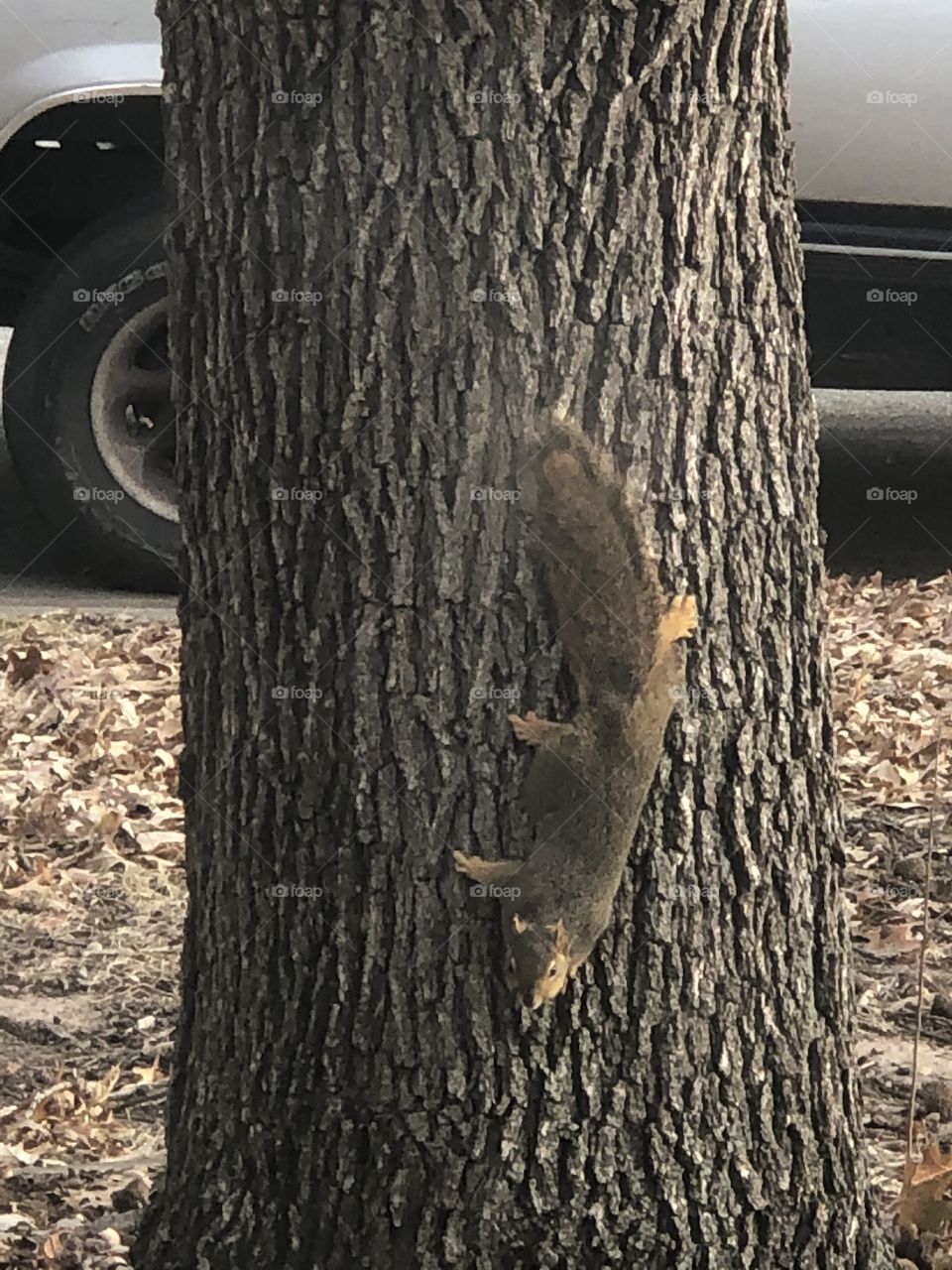 Squirrel climbs tree trunk