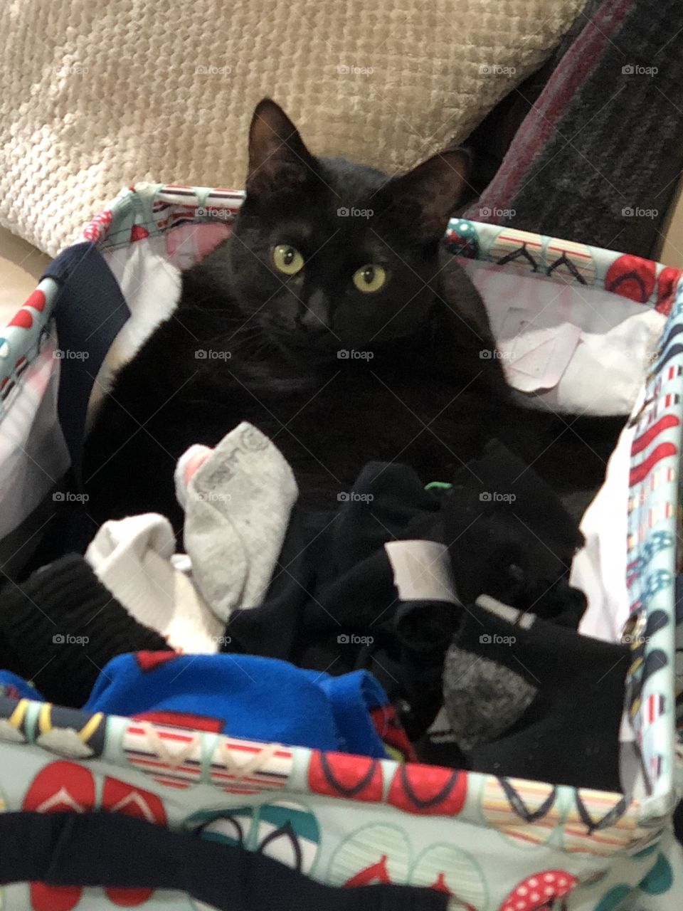 Black cat in laundry basket 