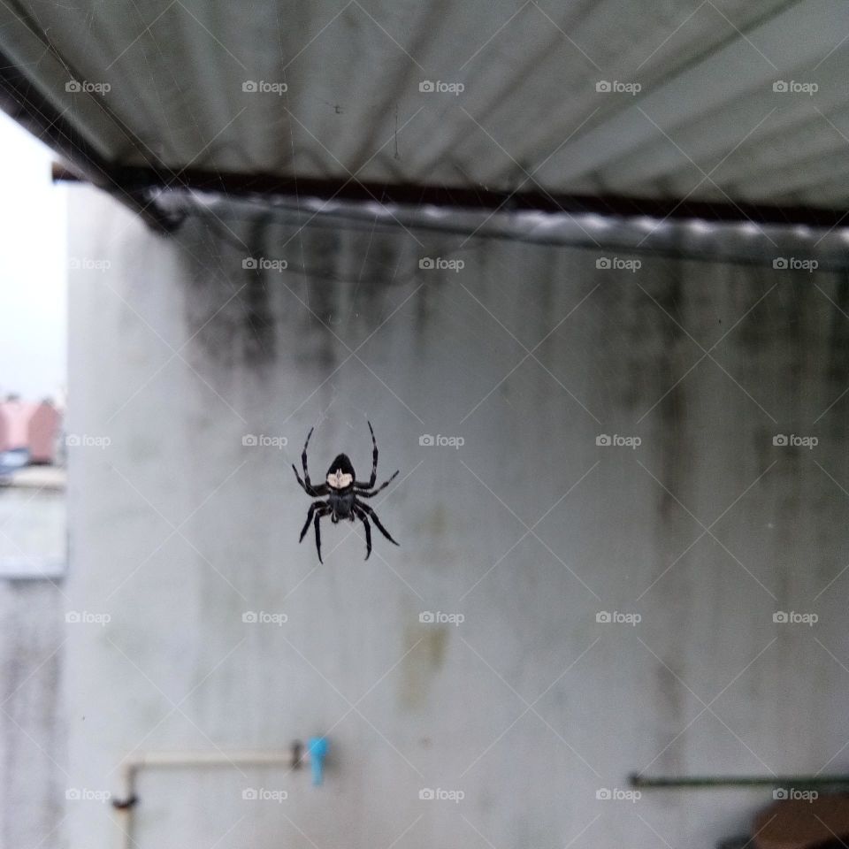 scary spider 🕸🕷