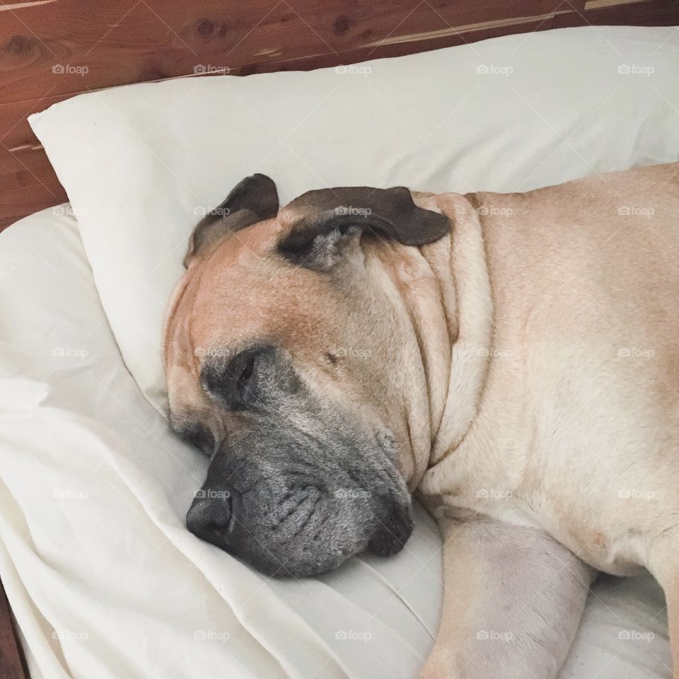 Mastiff laying on pillow in bed