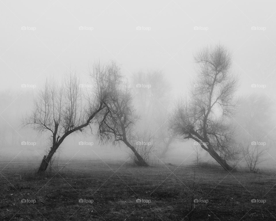 Misty moment in B&W