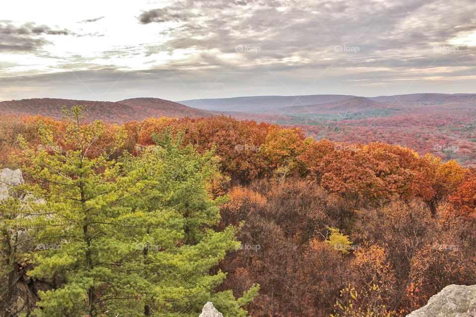 Autumn trees in forest