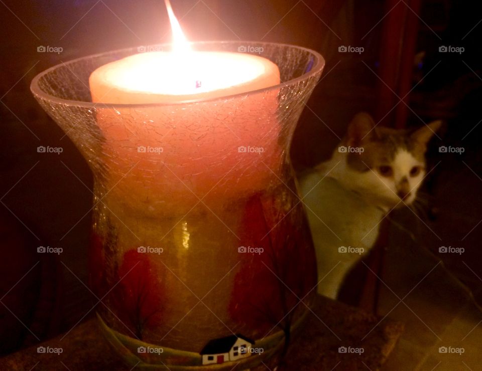Cat in Candlelight 
