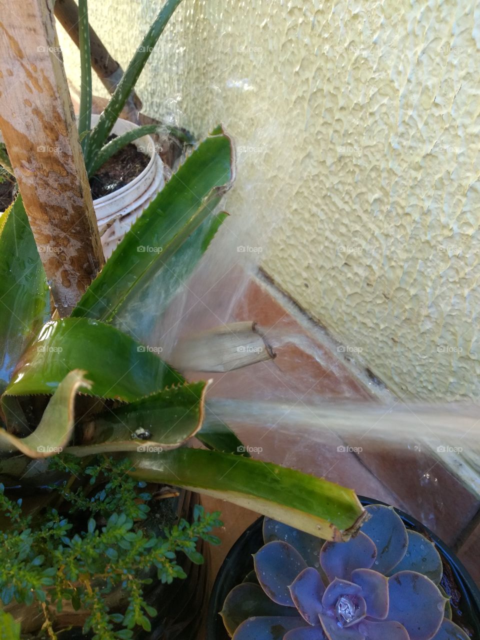 bem vindo foap natureza