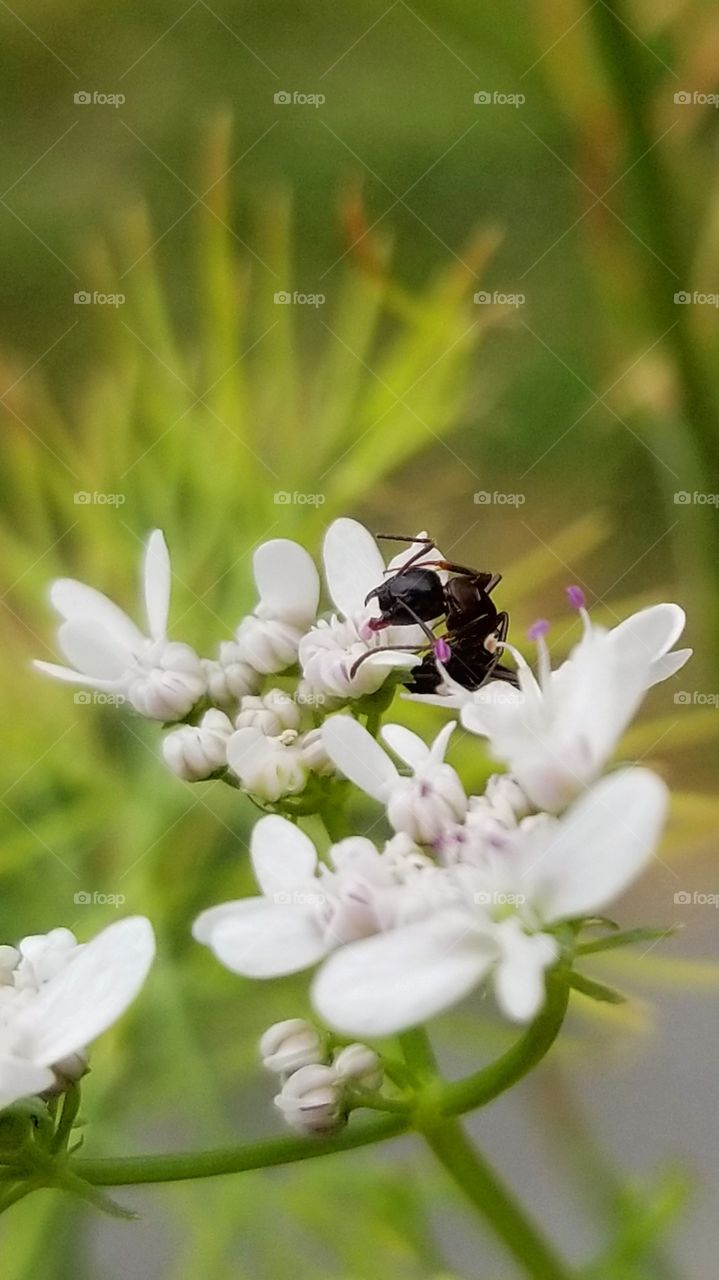 Ant in flowers