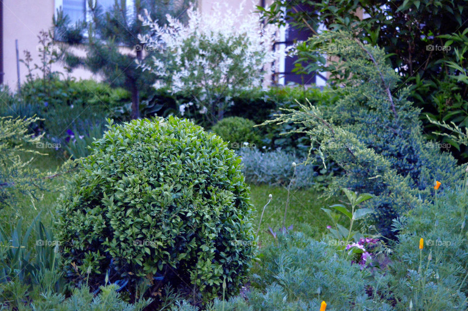 flowers near the house