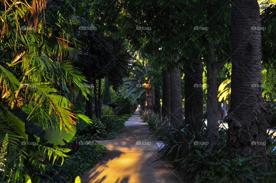 Walkway in beautiful park in a center of Malaga 