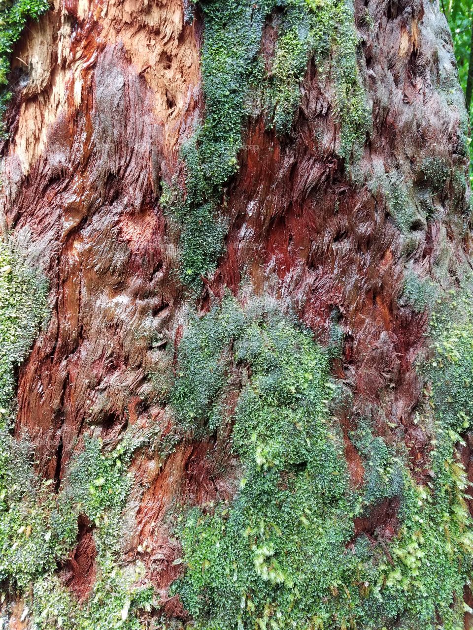 Mossy tree