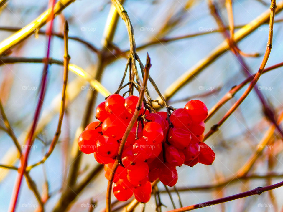 Berries color red nature winter sky